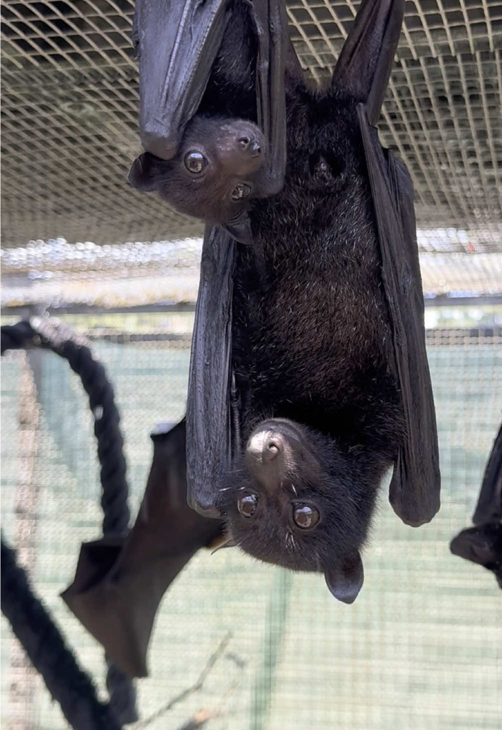 Wise words from Variable Flying Fox mom, Hedwig, this afternoon! 🦇 🗣️ #cute #fyp #bats #animals #nonprofit 