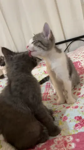 🤍🩶 #cat#kitten#katzen#Love#siblinglove#fyp 