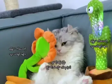 မင်းတို့ကမဟုတ်တော့ဘူး🫩#fyp #foryou #foryoupage #viral #views #funny 