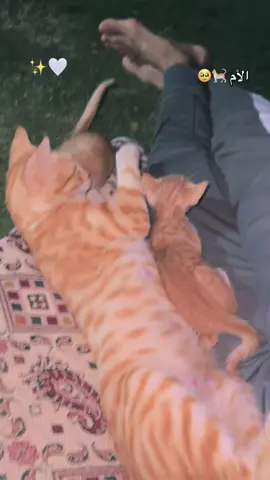 تحبون القطط … 🐈🎀 