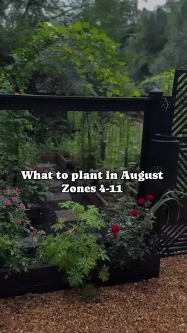 🌟 August has arrived, and that means one thing.. time to prep for your next garden adventure! 🌱 Let me assist you on what you can plant RIGHT NOW for a bountiful Fall harvest. 🫑🥕🥒🍆🍅 Ready to dig in?  Comment “Plant” and I’ll drop list in the comments on what to get started direct sown and indoor seeds. 🌱 *Make sure to check your local frost dates to ensure you have enough growing time! Happy planting 💚 .. #gardentalk #gardentips #gardeningwithniya #organicgardening #twinoakfarms #urbangarden  #gardening  #fallseason #August #PlantTok #TikTokLearningCampaign