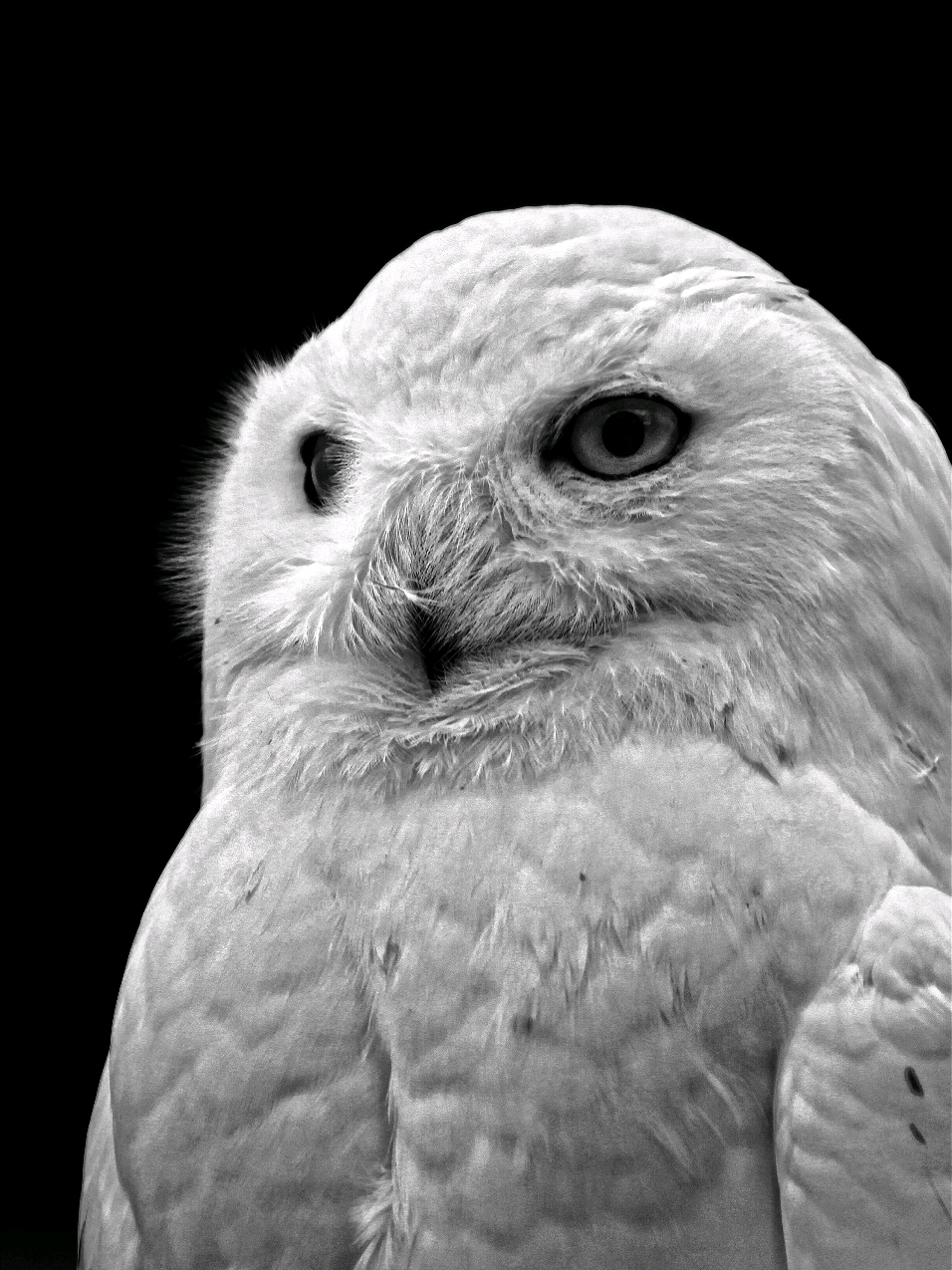 The owl sees what others ignore🦉 . #myspiritanimal #owl #foryou #viral #fyp 