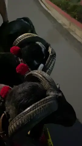 otw kan jang ah#pdppandanjayaabadi #hpdkisumedang #dombagarut #hpdkijabar #seniketangkasandombagarut #hpdkijawabarat 