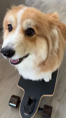 She was a skater girl, she said see you later girl 🎶 #corgi #skaterboarding #skateboardingdog #funnycorgi 