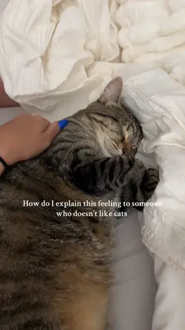 Precious 🥺 #cat #fyp #catvideo #mybaby #fyp 