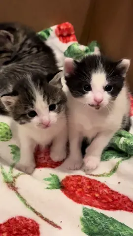 3 weeks old and oh so cute!!🥰🥰🥰 I am a small, family run rescue. We've saved over 700 kitties in the last 6 years. My life is dedicated to make theirs better! Your likes and shares are so appreciated as it helps us keep saving more! Thank you!🥰 Follow along on INSTAGRAM for more daily cuteness at fosterkittenmama. #fosterkittenmama  #adventuresinkittenfostering #kittensofinstagram  #fosterkittens  #kitty #tabbies #cats  #ilovecats  #catsofinsta #tabby  #cat #tabbiesoftheworld #tabbycat  #tabbycats #fostercatsoftiktok #tabbykitten #fostercats #ilovecats #castlerock #tabbykittens  #kitties #kittiesofinstagram #tabbiesoftiktok #fostercat  #adopt #adoption #animals #catsoftiktok #catlover #ilovekittens #foster #tiktokcat #tiktokcats #tiktokkittens #tiktokkitten #kittensoftiktok #cattok #fosteringcats #fosteringkittens #kitten foster #kittenfostermom #catrescue #kittenrescue #rescuingcats #rescuingkitten #loved #animals #cutecats #animaltok 