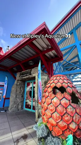 🐉 We got to check out the new Dragons exhibit at Ripley’s Aquarium of The Smokies in Gatlinburg today! It just opened and features real creatures that inspired dragon myths - super cool mix of animals and interactive displays. A fun stop if you’re heading to the Smokies!🐢✨ #pigeonforge #pigeonforgetn #gatlinburg #thingstodo #ripleys #ripleysaquarium #dragons #dragonexhibition #aquariumofthesmokies #thesmokies 