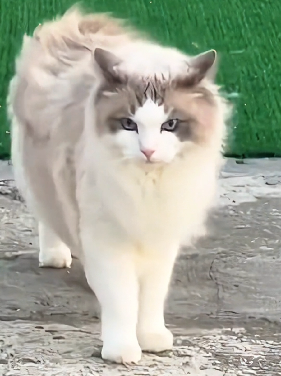 BÜYÜK PATRON - Kod Adı: Baby Face ❤️🔺️😻  #kedi #cat #ragdoll #kediler 
