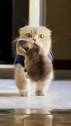 Don’t scare my child!!!#pets #cats #catsoftiktok #funny #cute #foryou 