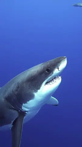 🔎 Fact of the day Did you know? Great white sharks are tolerant of levels of mercury, lead and arsenic in their blood that would be considered toxic to most other animals. #ausgeo #DidYouKnow #factoftheday #greatwhiteshark #australia #marinelife