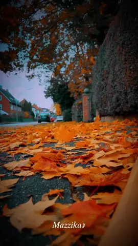 موسيقى كلمات مع تساقط أوراق الخريف🍂 #كلمات #ماجدة_الرومي #تساقط_اوراق_الشجر #مناضر_طبيعيه #موسيقى #ترند #اكسبلور #متابعه #تيك_توك #trend #explore #summermashup #miusic #foryoupage #fyp #viral #viralvideo #tiktok 
