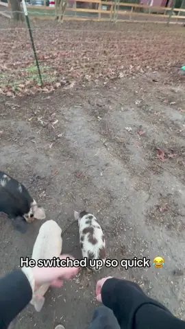 OINK 🐷 @Barstool Outdoors (via:@flowertownhomestead) 