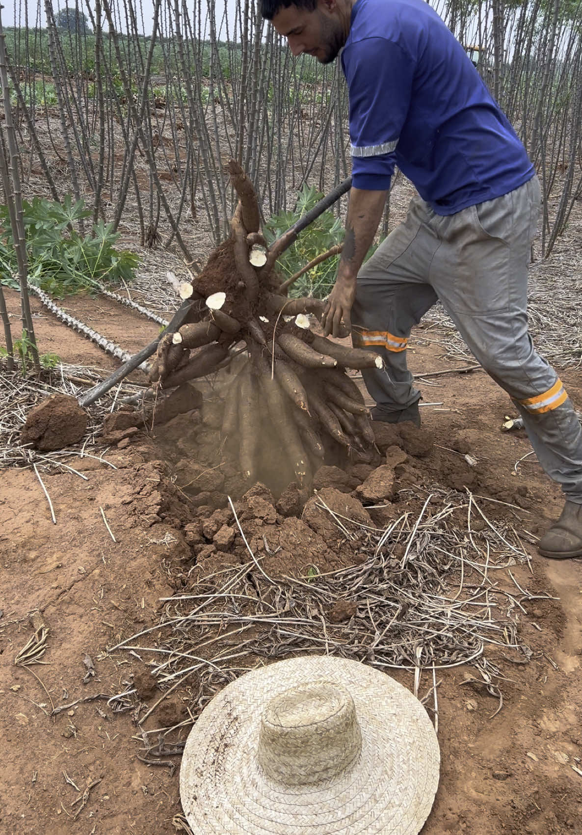 esse pé deu quase 20kg fml #agro #roça