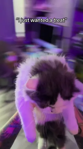 Why she looking at me like that 😂 Don’t worry she got her treat 😇 #fyp #persian #munchkin #munchkincat #catsoftiktok 