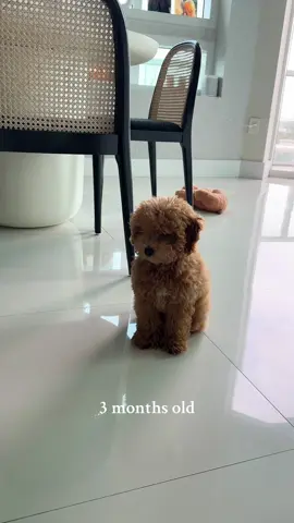 He’s still a puppy in my heart 🥹 #toypoodle #puppy #poodle #dogsoftiktok #cutedog 