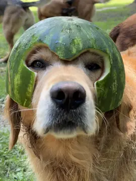 Mellon warrior 