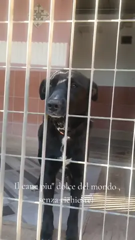☎️Raffaella  3773905024 ☎️ Marina  345 636 3020  Per info  contattateci  su #Whatsapp  ❌️non chiamate  È  RICHIESTA UNA PRESENTAZIONE VOCALE O SCRITTA . AD ENTRAMBI  INUMERI  Animali Presenti ❓️ Eta '❓️ Città ❓️ tempo disponibile..❓️   Il silenzio continua... nessuna richiesta per Nerone ... tempo passa e ciò che era un cucciolo ora e