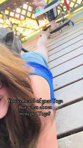 Mini pig yoga > goat yoga 🐷 🐐 🧘‍♀️   #farm #goatyoga #minipig #pig #piggy #farmlife #yoga 