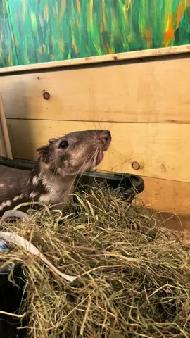 Some fun facts about Splinter the Paca! #animalrescue #zoo #rodent 