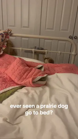 Yes he sleeps with me most days 🥹 and yes he snores 🫠 #pets #prairiedog 