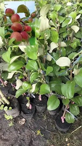 #พุทราแดงอินเดีย#ต้นพุทราแดงอินเดีย #ต้นพุทรา 