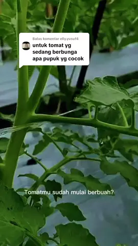 Membalas @elly.yusuf4@TANIPEKARANGAN  pemakaian sesuai anjuran,bisa juga pakai gandasil B yang kemasan kecil ada banyak d pasaran lebih murah dari kno3 atau mkp kalo hanya butuh sedikit pupuk #tipsbertani #petaniindonesia🇮🇩🇮🇩🇮🇩🌿🌿 #tomat #pupuk #mkp 