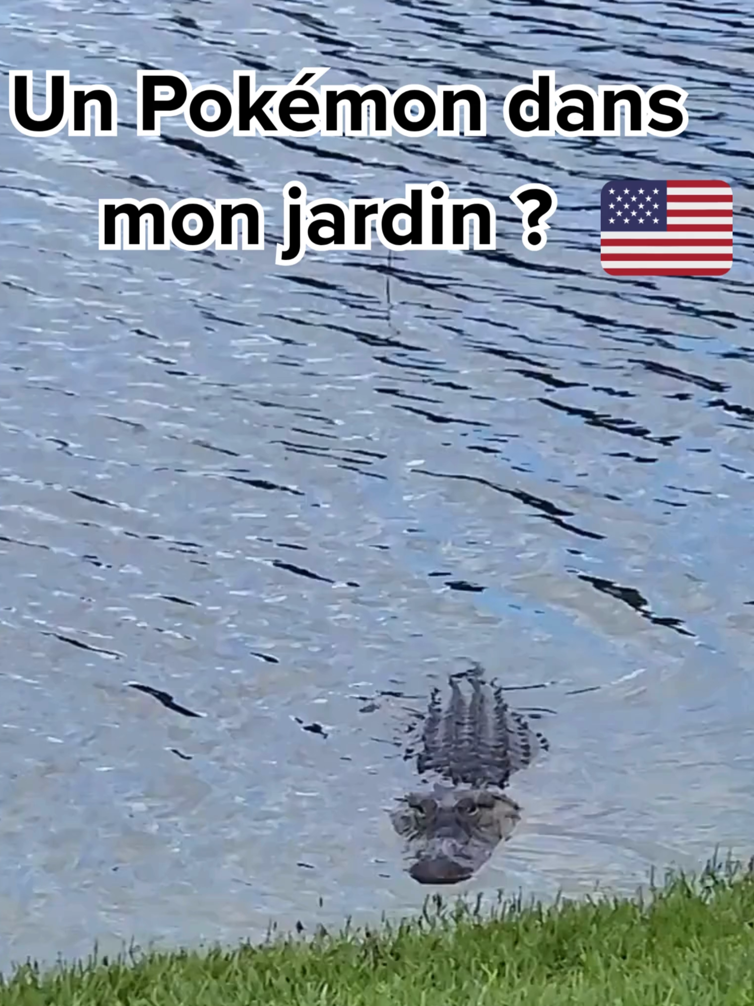 On fait de drôles de rencontres en Floride... #floride #expatlife #orlando #floridalife #vivreauxusa #americandream #usatiktok🇺🇸 #usa