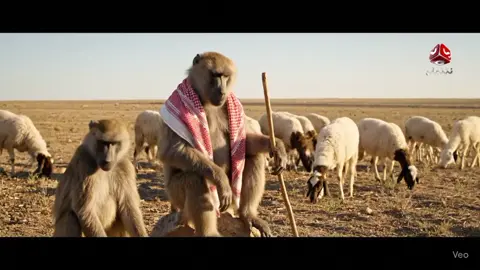 أبيع الغنم #قرود #قرود_الطايف_تشوف_منهم_العجايب #قرودمضحكه #fyp #viral #forupage 