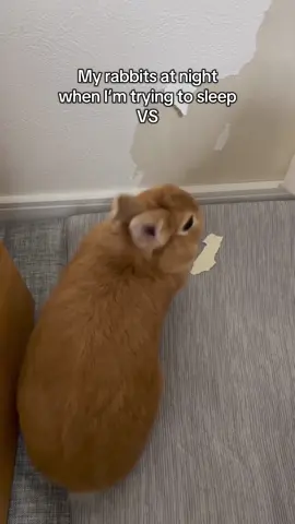 We can’t get any sleep! 😅😂 #rabbit #usagi #bunnies #bunny #pets #PetsOfTikTok 