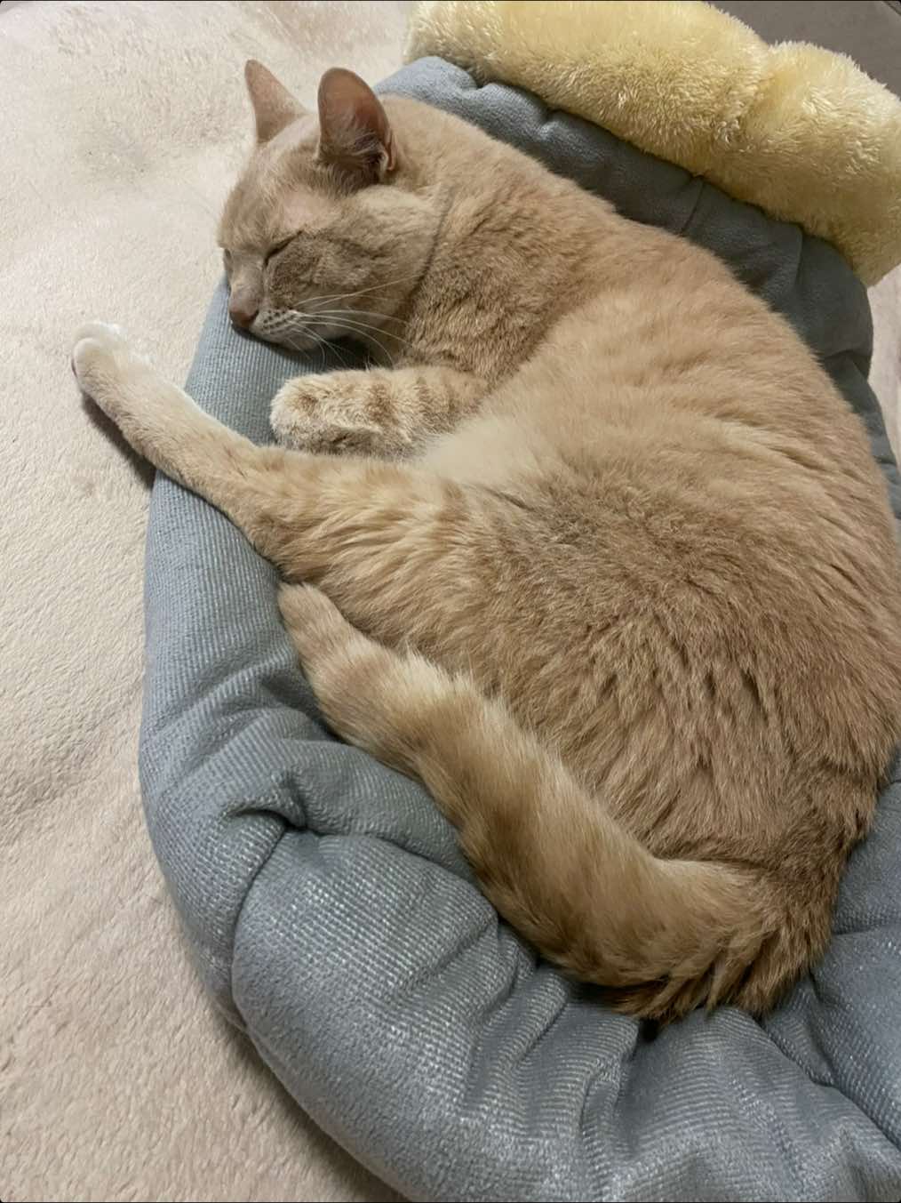 Нельзя. #коты #котики #кот #кошка #котэ #котяра #котовасия #котофей #пушистый #мяв  