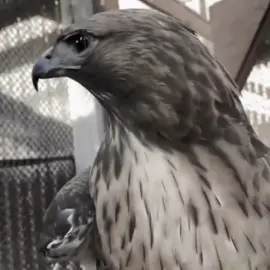 فالفيردي 🦅 #فالفيردي #صواريخ #ريال_مدريد #درافن⚜️ #مصمم_فيديوهات🎬🎵 #تيم_أيكونز #تيم_fbi⚡ تي