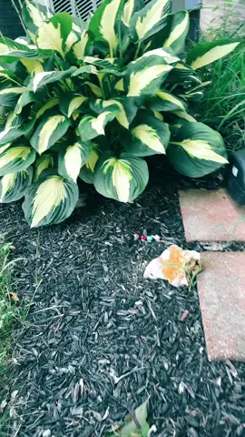 I’m able to hawk my favorite stuff - not gonna lie, the TT Shop is LEGIT! I find the cutest stuff ❤️ say hello only little friends! 🍄 #mushroomlove #easydecor #tiktokshop 