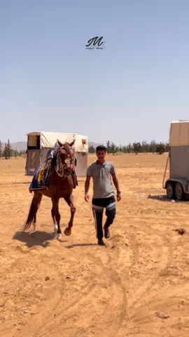 الله واحد ❤️ ربي يسلمه سيد الأشقر 🦅✨  #فرسان #ليبيا #خيل_وخياله🐎 #اعادة_النشر🔃 #محمود_الغناي📸 #tiktok #ليبيا🇱🇾 #خيل #تريس_ليبيا 
