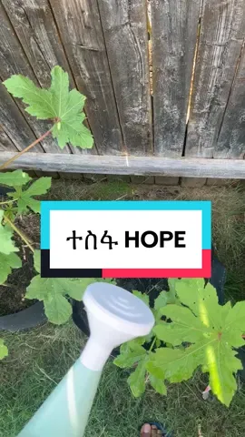 #eritreantiktok🇪🇷🇪🇷habesha #🇪🇷🇪🇷🇪🇷🇪🇷🇪🇷forever💚❤💛💙 #tigraytiktok🇻🇳🇻🇳tigraytiktok #fypシ #hope 