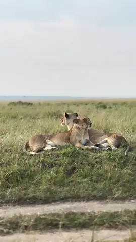 1st safari game drive in Masai Mara, Kenya 🇰🇪  #masaimara #kenyantiktok🇰🇪 #wildlifesafari #masaimarasafari #traveltok #africa 