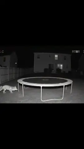#jumparound #jumpinganimals #crazyanimals #caughtoncamera #inspiration #fyp #fürdich #viral #foryou #trampolin 
