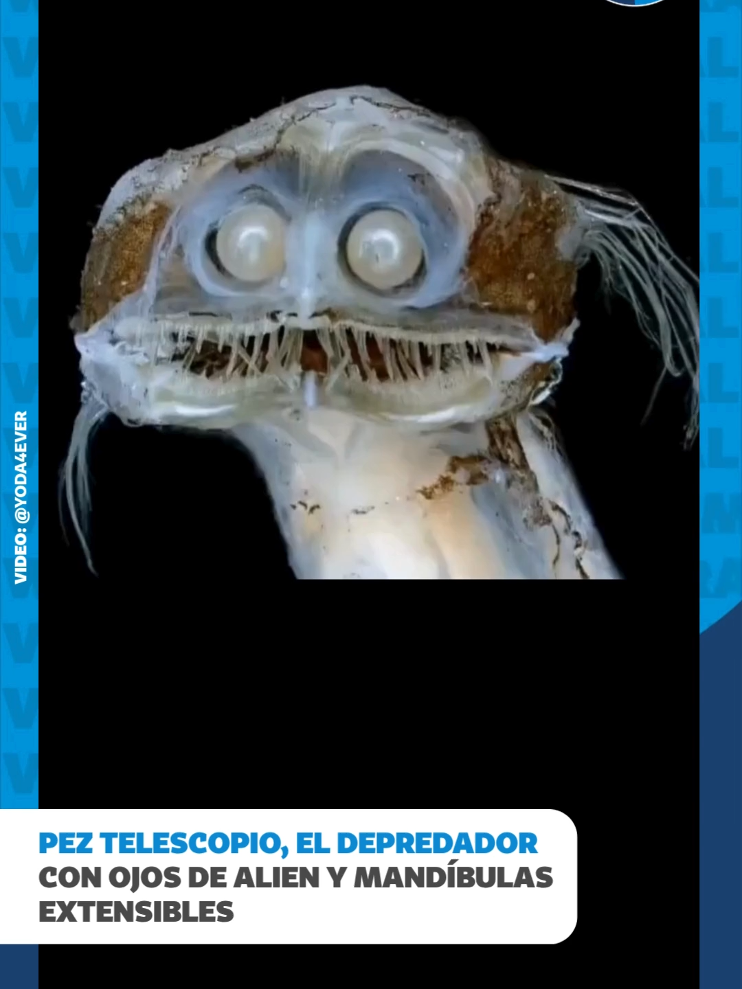 ¡Ojos que miran al infinito! Un video muestra un pez telescopio, una extraña criatura de las profundidades marinas con ojos tubulares que apuntan hacia arriba. Este peculiar pez habita en zonas oscuras del océano. Sus ojos especializados le permiten detectar las siluetas de sus presas contra la tenue luz que llega desde la superficie. La vida marina no deja de sorprendernos. #PezTelescopio #VidaMarina #Océano #CriaturasMarinas #Naturaleza #Ciencia