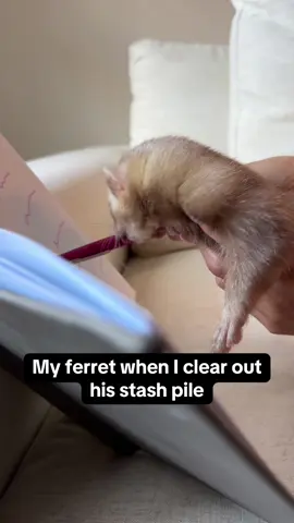 When you clean under the couch and now you’re suddenly in your ferret’s burn book 📖😭 #ferret #ferretsoftiktok #ferrettok #ferretvideos #huron 