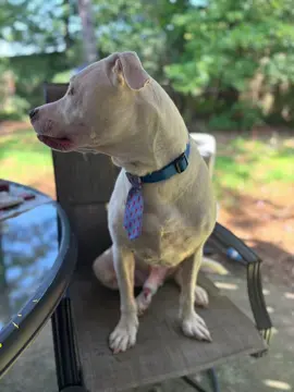 We love our LeMarcus 💕💕💕 #dogsoftiktok #africanamericanpitmix #bestdog 