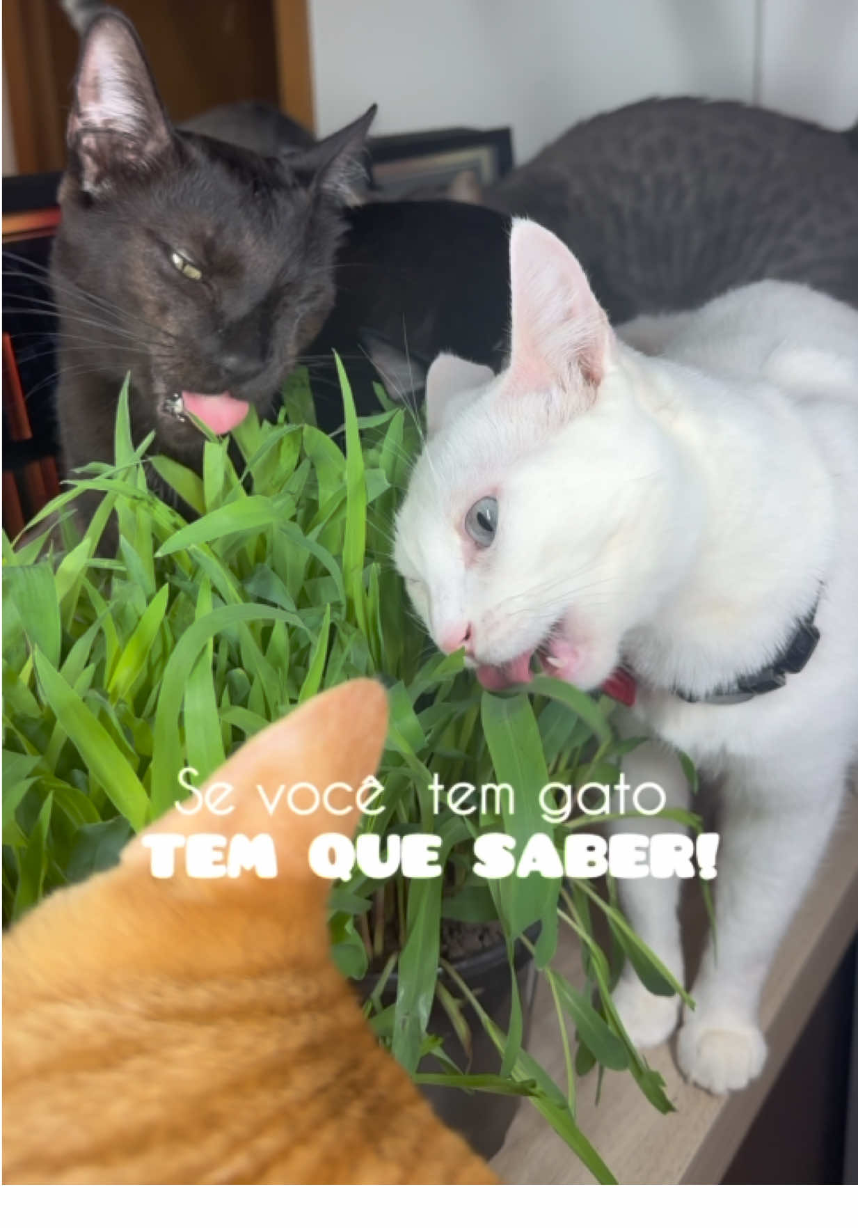 Graminha pra gatos 🌱🌱