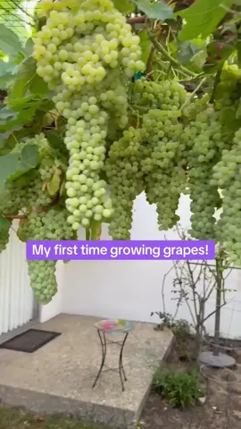 My first harvest and I gave them one more week on the vine!! totally worth it. I used Root Quencher for these results. #HomeGarden #GrapeHarvest #FirstTimeGardener #GardenTok #RootQuencher #GrowYourOwn