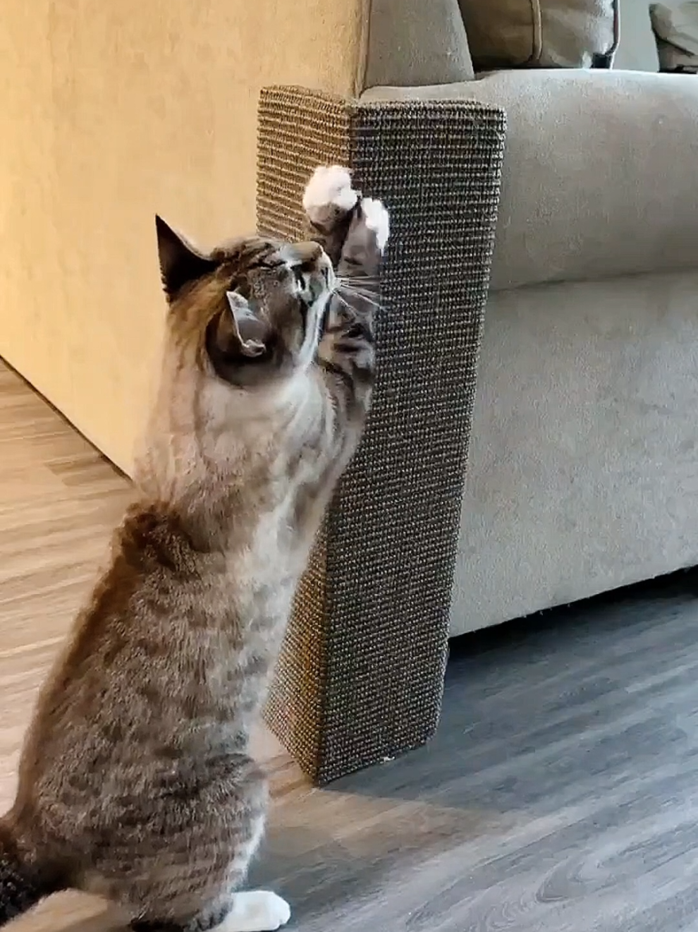 Arrandores de canto de sofá 🛋️ e cama box 🛏️ Diversão para seu gato e sossego para você 😻 #arranhadorparagatos #protetordesofa #gatos 