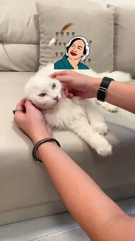 **🐾🔔 Unleash Their Inner Hunter with This Must-Have Cat Collar Toy!**  Turn your lazy lounger into an active adventurer with the **Feather & Bell Collar** – the hands-free way to trigger their play instincts 24/7!  ✨ **Why It’s Genius:**  ✔️ **Self-Play Design** – Feathers dance with every head turn  ✔️ **Adjustable Silicone Band** – Comfy for kittens to full-grown fluffs  ✔️ **Durable Build** – Stainless steel clasp + chew-proof feathers  #CatToy #HappyHunter #HandsFreeFun  💬 **Comment “JINGLE” to see it in action!**  👇 **Swipe to watch the acrobatics!**  **P.S.** That *”Why is this bird FOLLOWING me?!”* face? **Priceless.** 😼🌀  —  **🛒 LINK IN BIO – Batteries not required (just cat energy)!**  *(Warning: May cause midnight hallway “hunts.”)* 🌙🎯
