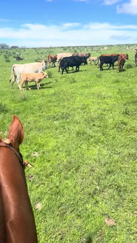 #zacatecas #rancho #fyp #vidaderancho #ranchero 