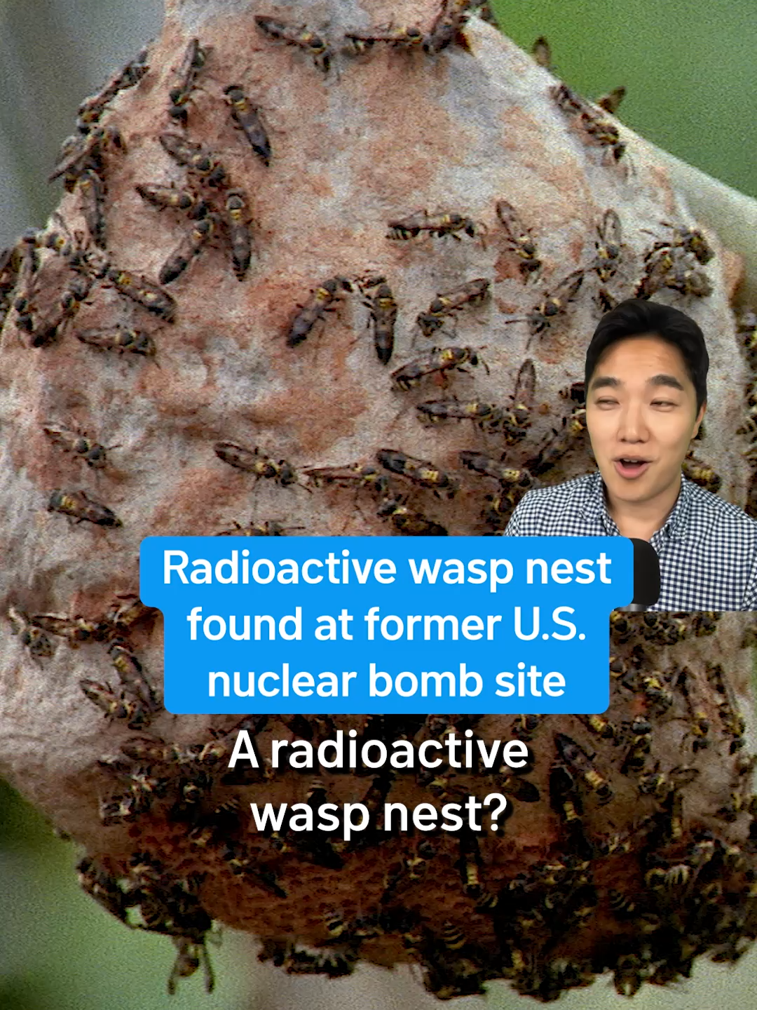 A wasp nest found at a former U.S. nuclear bomb site in South Carolina tested 10 times above radiation limits. ⁠ ⁠ #radioactivity #nuclearbomb #wasp