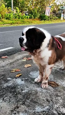 selamat pagi dunia tipu tipu  #fypviral  #fypviralシ  #sorotanbella  #sorotan  #saintbernard  #pantaibatukaras 