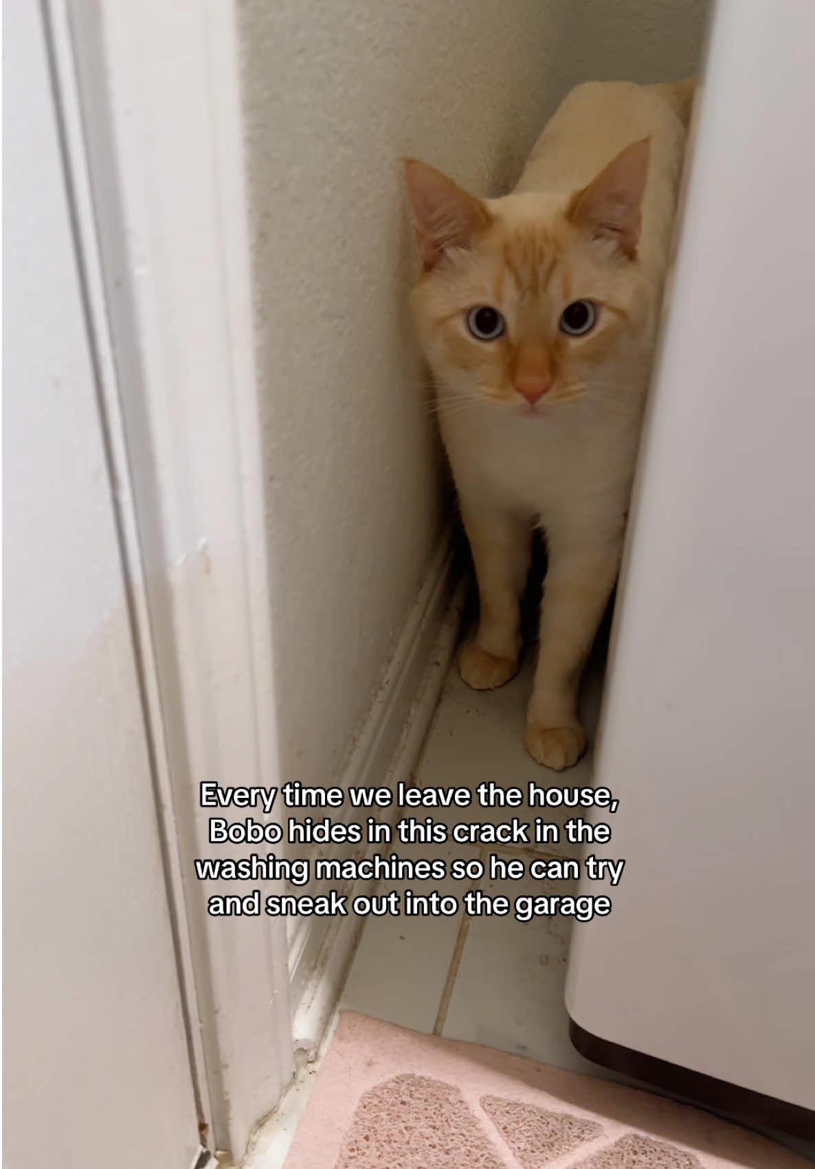 He’ll even try to hide in advance if he hears car keys or sees us heading towards this area. He hates the outdoors though so idk why he wants to go out so badly 🤣 🐈🐾✨  #bobocat #catmeow #flamepoint #domesticshorthair #catvideos 
