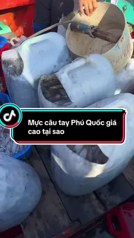 mực câu Phú Quốc #xaykenhtiktok #xuhuongtiktok 