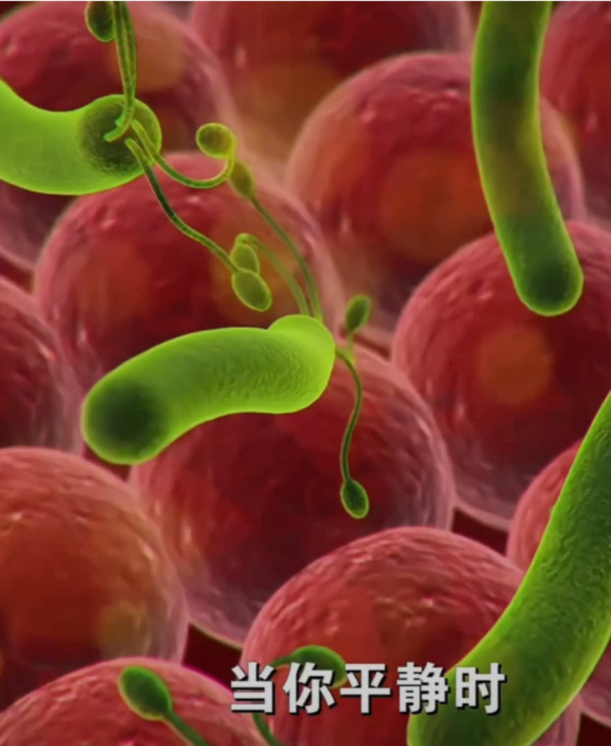 Vẻ đẹp của Sinh Học: Quá trình hoạt động của hệ đường ruột. #sinh #biology #xuhuong #xuhuongtiktok #foryou #fyp 