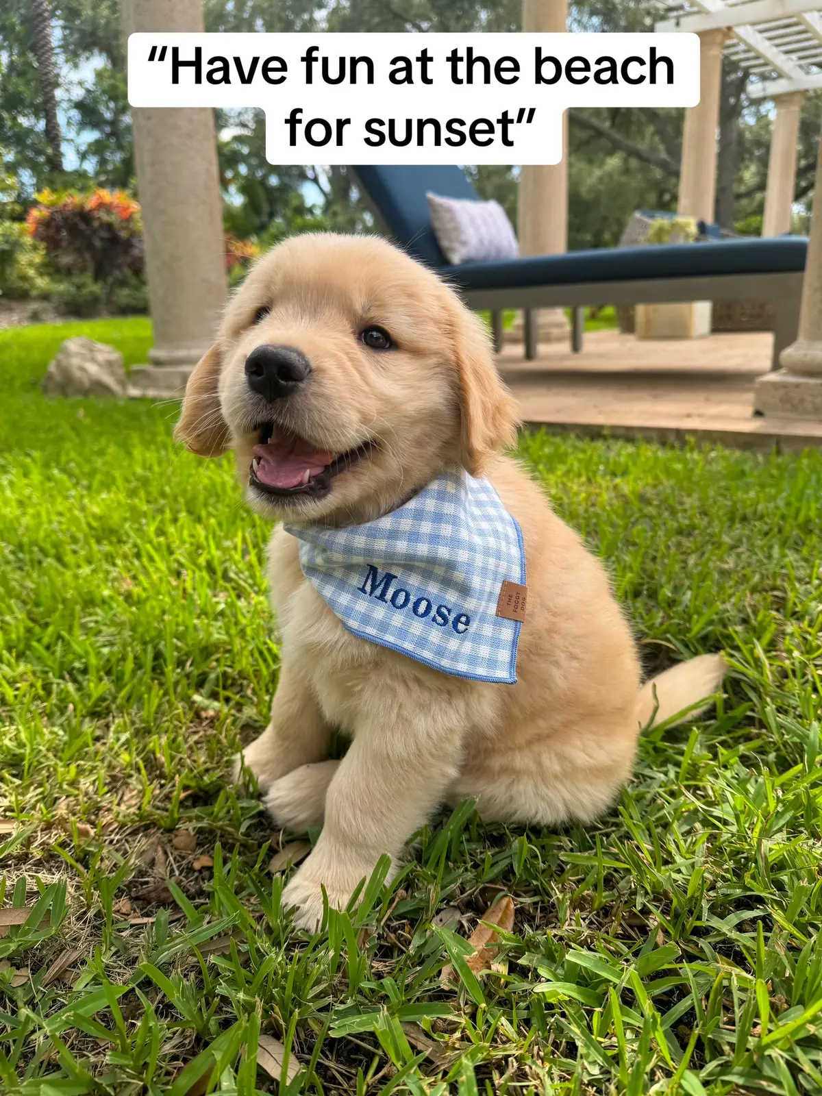 Letting him see the world will always be my favorite thing 🥹💙 #goldenretrieverpuppy #cutedog #cutepuppy #goldenretriever #adorablepuppy #beachsunset #beachdog @The Foggy Dog @MuttlyMade  